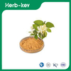Lonicera Japonica-Blütenextrakt 
