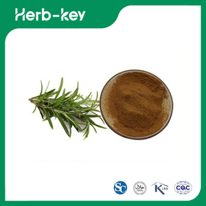 Rosmarinus Officinalis Rosmarinblattextrakt