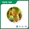 Kiwi-Frucht-Extrakt-Pulver